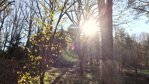 Winter Sun Sky Light On Forest Stock Footage 339977731