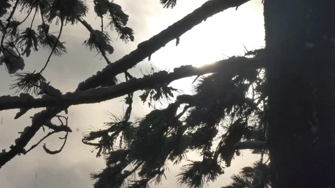 Winter sun springs through the branches Stock-Footage 83323874