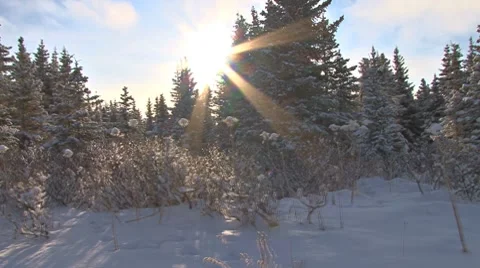 Winter Sun Spruce Snow Forest - Glidecam stabilized Stock Footage 8972620
