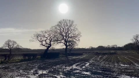 Winter sun stubble corn field silhoutte trees Video stock 300257605