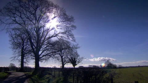 Winter Sun Through Bare Branches on a Country Lane Stock-Footage 146284292