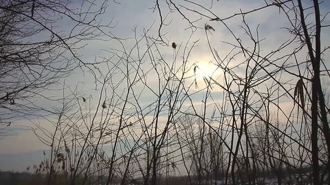 Winter sun through branches near a frozen river Stock Footage 72879043