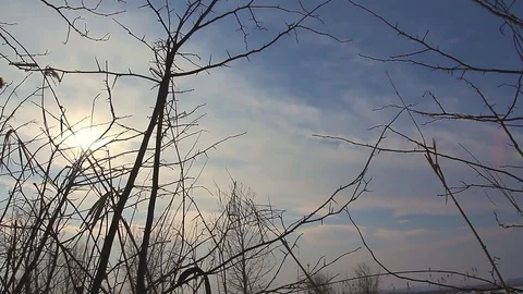 Winter sun through branches near a frozen river Stock Footage 72879106
