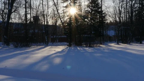 Winter sun through the trees 스톡 동영상 101207583
