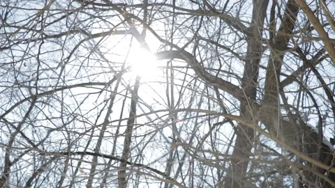 Winter Sun Through Trees Stock Footage 169974511