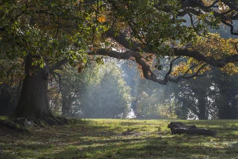 Winter sun through trees Stock-Fotos