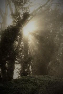 Winter sun through trees with sun rays Stock Photos