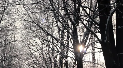 Winter sun from tree Stock Footage 58051985