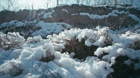 Winter sun wild - snow on the grass Видео 233589840