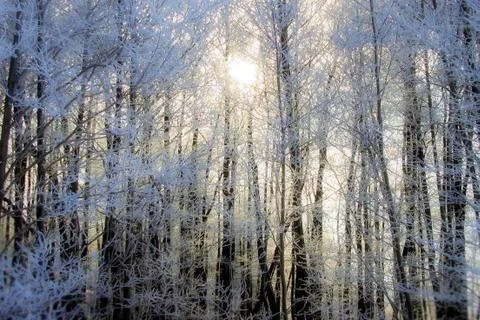 Winter sun in the woods Stock Photos