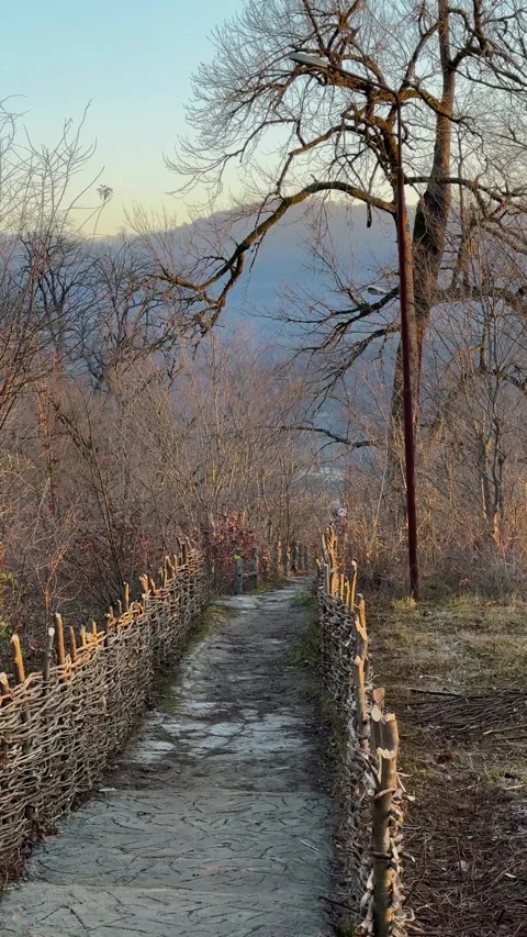 Winter sun woven tree branches casting patterns on a rustic wooden fence in the Stock Footage 302416479