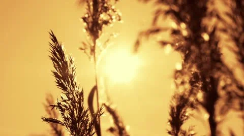 Winter suncet 스톡 동영상 10833701