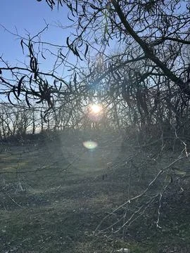 Winter Sunlight Behind Bare Tree with Hanging Pods Stock Photos