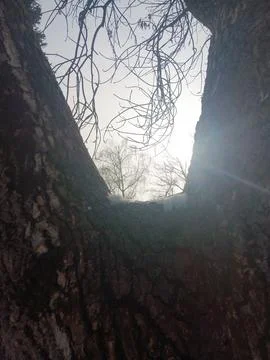 Winter sunlight between tree trunks in Almaty Stock Photos