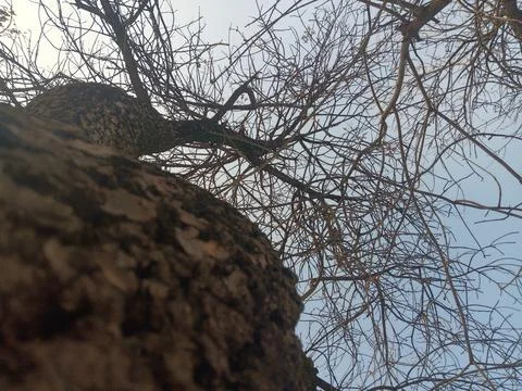 Winter sunlight between tree trunks in Almaty Stock Photos