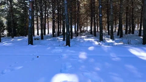 Winter Sunlight Filtering Through Pine Forest After Heavy Snowfall In A Quiet Video stock 342214663