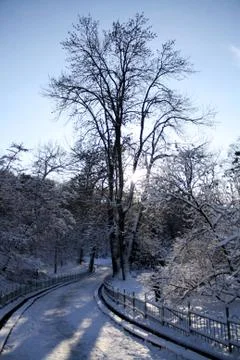 Winter sunlight in park Stock Photos