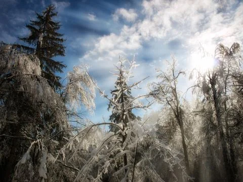 Winter sunlight Stock Photos