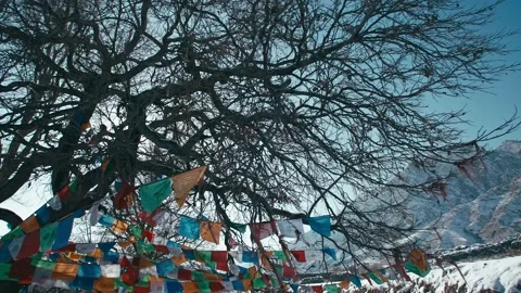 Winter sunlight shines through ancient tree prayer flags Stock Footage 233589132