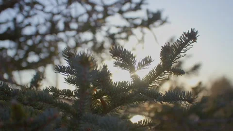 Winter sunlight shines through the pine trees Vídeo Stock 259678287