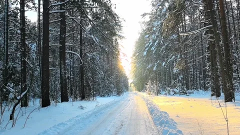 Winter sunlight shines through trees on snowy road in forest Stock Footage 327102629