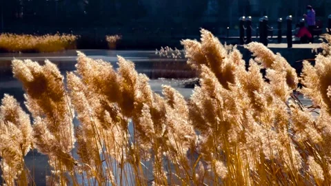 Winter Sunlight Streaming Through Reed Marshland in Golden Morning Glow Stock Footage 341866764