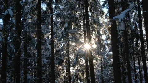 Winter Sunlight Streaming Through Snowy Forest Stock Footage 297374470
