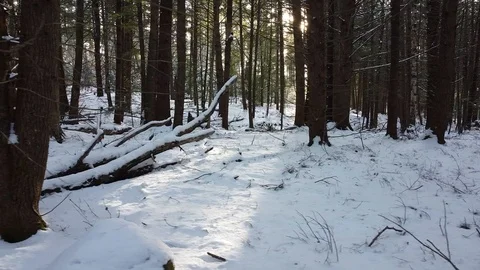 Winter Sunlight Through Trees Stock Footage 127424205