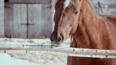 Winter, sunny, cold day, a hungry horse bites a pole. Stock Footage 99515364
