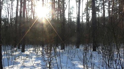 Winter Sunny Day Stock Footage 102757812