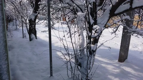 Winter sunny day. Trees in the snow. Winter. Vídeos de archivo 169075868