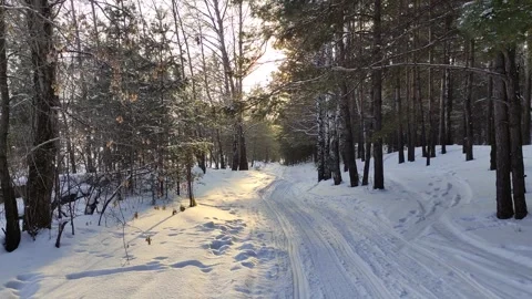 Winter sunny days in pine forest. Stock Footage 303223433