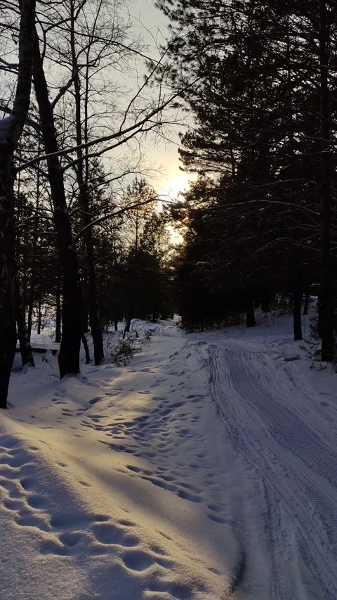Winter sunny days in pine forest. Stock Footage 303223451