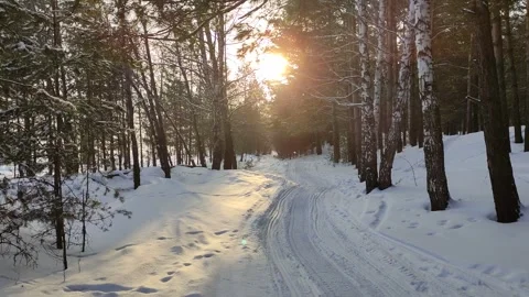 Winter sunny days in pine forest. Stock Footage 303223455