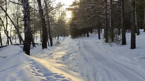 Winter sunny days in pine forest. Stock Footage 303223458