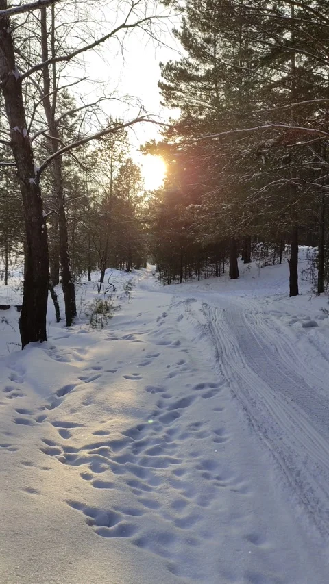 Winter sunny days in pine forest. Stock Footage 303223466