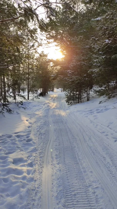 Winter sunny days in pine forest. Stock Footage 303223468
