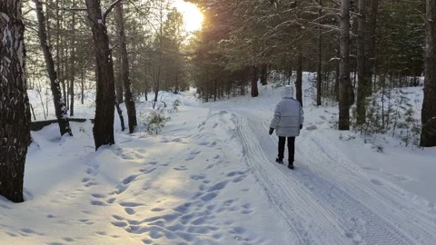 Winter sunny days in pine forest. Stock Footage 303223487