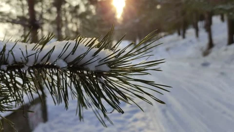 Winter sunny days in pine forest. Stock Footage 303223497