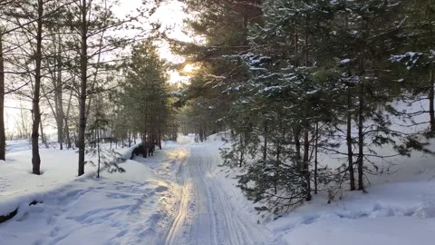 Winter sunny days in pine forest. Stock Footage 303223499