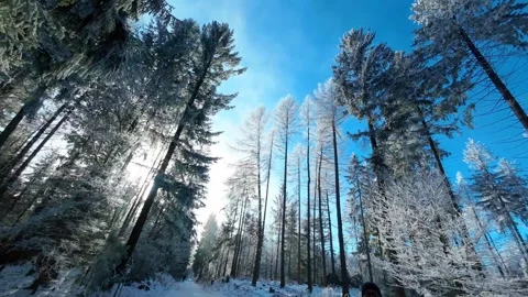 Winter sunny forest. Circular panorama. Slow motion Stock Footage 310821097