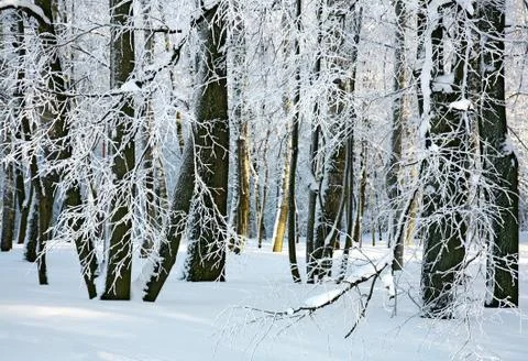 Winter sunny forest Stock Photos