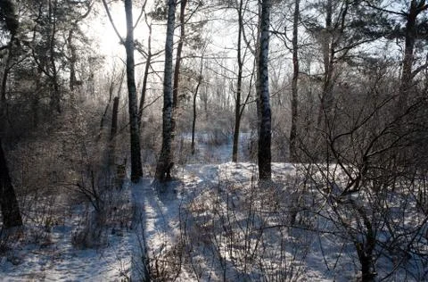 Winter, sunny forest. Stock Photos
