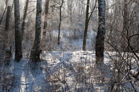 Winter, sunny forest. Stock Photos