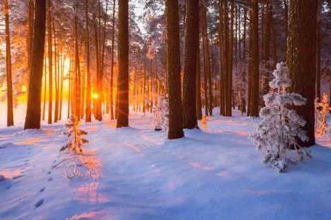 Winter sunny landscape Foto stock