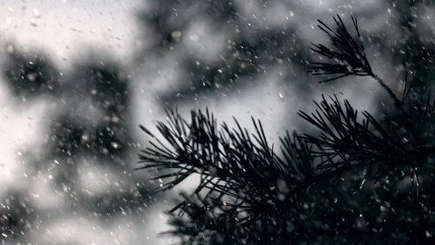 Winter sunny lyric scene with pine twigs and snowfall, sparkling in slow motion Stock Footage 87871968