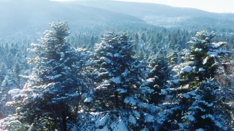 Winter Sunny Snow Covered Pine Forest Aerial Landscape Stock Footage 292840329
