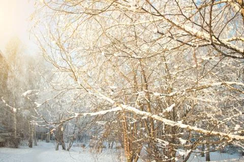 Winter sunny tree background. Branches covered snow. Seasonally Christmass wi Stock Photos