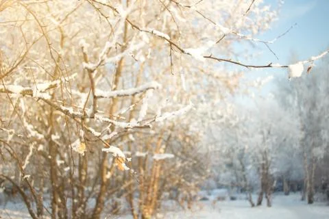 Winter sunny tree background. Branches covered snow. Seasonally Christmass wi Stock Photos