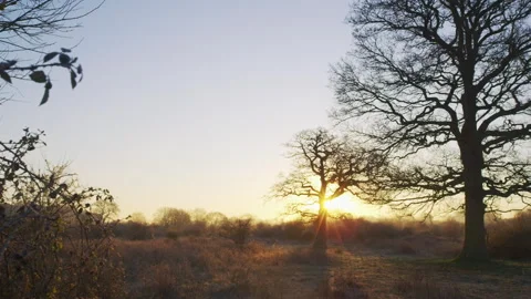Winter sunrise casting long shadows through oak trees Stock Footage 328167039